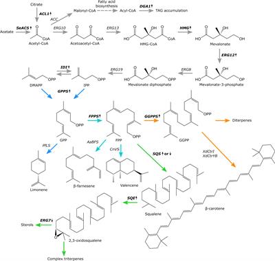 Yarrowia lipolytica Strains Engineered for the Production of Terpenoids